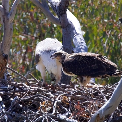 Icthyophaga leucogaster (White-bellied Sea-Eagle) at Googong, NSW - 6 Nov 2025 by jb2602