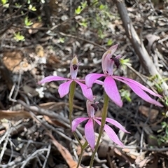 Caladenia congesta (Pink Caps) at Uriarra Village, ACT - Yesterday by LukeMcElhinney