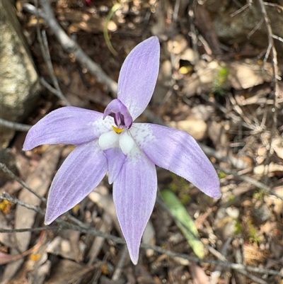 Glossodia major (Wax Lip Orchid) at Uriarra Village, ACT - Yesterday by LukeMcElhinney