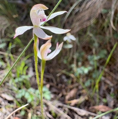 Caladenia moschata (Musky Caps) at Uriarra Village, ACT - Yesterday by LukeMcElhinney