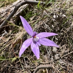 Glossodia major (Wax Lip Orchid) at Uriarra Village, ACT - Yesterday by LukeMcElhinney