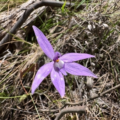Glossodia major (Wax Lip Orchid) at Uriarra Village, ACT - Yesterday by LukeMcElhinney