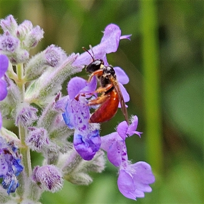 Exoneura sp. (genus) (A reed bee) at Braidwood, NSW - 8 Nov 2025 by MatthewFrawley
