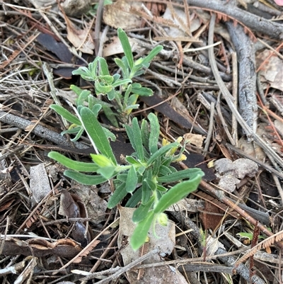 Billardiera scandens at Campbell, ACT - Yesterday by SilkeSma
