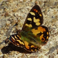 Argynnina hobartia (Hobart Brown) at Lenah Valley, TAS - 8 Nov 2025 by VanessaC