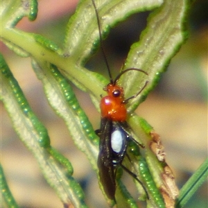 Braconidae (family) at South Hobart, TAS - Today by VanessaC
