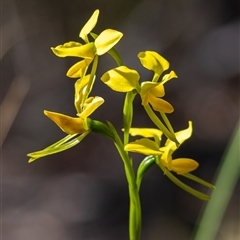 Diuris sulphurea (Tiger Orchid) at Bruce, ACT - 2 Nov 2025 by graptor