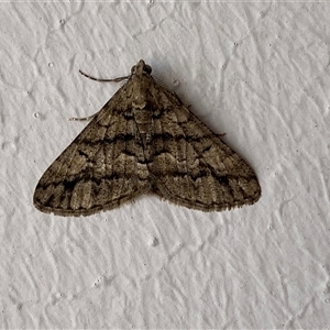 Lipogya eutheta (Grey Bark Moth) at Fyshwick, ACT - Today by SteveBorkowskis