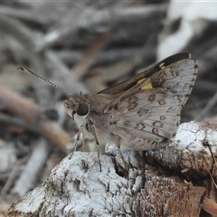Trapezites phigalioides (Montane Ochre) at Fadden, ACT - 8 Nov 2025 by DavidDedenczuk