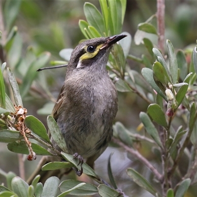 Caligavis chrysops (Yellow-faced Honeyeater) at Kingston, ACT - 7 Nov 2025 by RodDeb