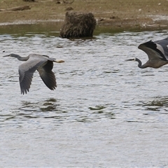 Egretta novaehollandiae at Fyshwick, ACT - 7 Nov 2025 by RodDeb