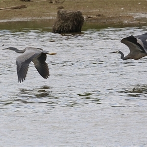 Egretta novaehollandiae at Fyshwick, ACT - 7 Nov 2025 by RodDeb