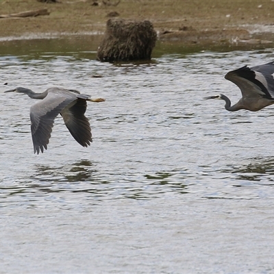 Egretta novaehollandiae at Fyshwick, ACT - 7 Nov 2025 by RodDeb