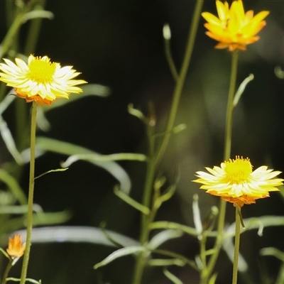 Xerochrysum viscosum (Sticky Everlasting) at Kingston, ACT - 7 Nov 2025 by RodDeb