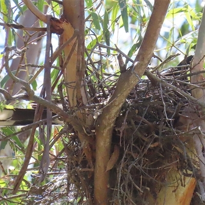 Strepera graculina at  - suppressed by RodDeb