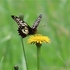 Papilio anactus (Dainty Swallowtail) at Kingston, ACT - 7 Nov 2025 by RodDeb