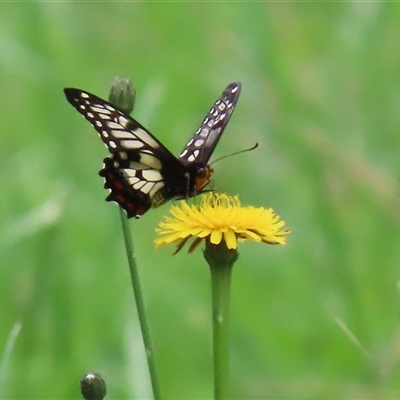 Papilio anactus (Dainty Swallowtail) at Kingston, ACT - 7 Nov 2025 by RodDeb
