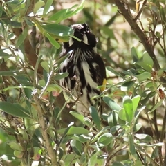 Phylidonyris novaehollandiae at Fyshwick, ACT - 7 Nov 2025 by RodDeb
