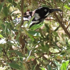 Phylidonyris novaehollandiae at Fyshwick, ACT - 7 Nov 2025 11:58 AM