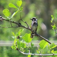 Phylidonyris novaehollandiae at Fyshwick, ACT - 7 Nov 2025 11:58 AM