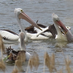 Pelecanus conspicillatus at Fyshwick, ACT - 7 Nov 2025 by RodDeb