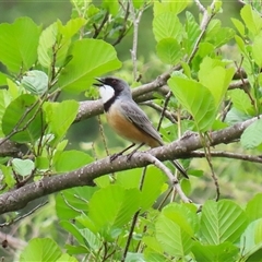 Pachycephala rufiventris (Rufous Whistler) at Fyshwick, ACT - 7 Nov 2025 by RodDeb