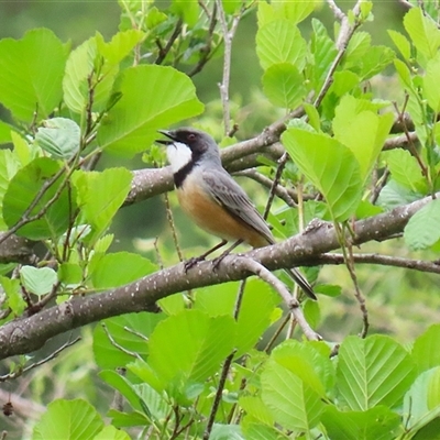 Pachycephala rufiventris (Rufous Whistler) at Fyshwick, ACT - 7 Nov 2025 by RodDeb