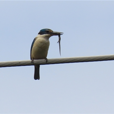 Todiramphus sanctus (Sacred Kingfisher) at Fyshwick, ACT - 7 Nov 2025 by RodDeb