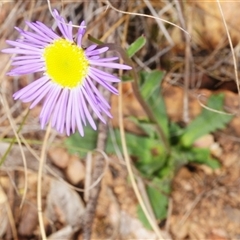 Brachyscome spathulata (Coarse Daisy, Spoon-leaved Daisy) at Mount Clear, ACT - 7 Nov 2025 by Harrisi
