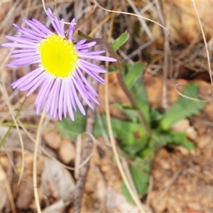 Unverified Daisy at Mount Clear, ACT - 7 Nov 2025 by Harrisi