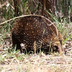 Tachyglossus aculeatus at Kingston, ACT - 7 Nov 2025 by RodDeb