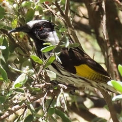 Phylidonyris niger X novaehollandiae (Hybrid) at Fyshwick, ACT - 7 Nov 2025 by RodDeb
