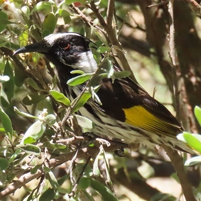 Phylidonyris niger X novaehollandiae (Hybrid) at Fyshwick, ACT - 7 Nov 2025 by RodDeb