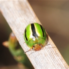 Peltoschema lepida (A leaf beetle) at Mount Clear, ACT - 7 Nov 2025 by Harrisi