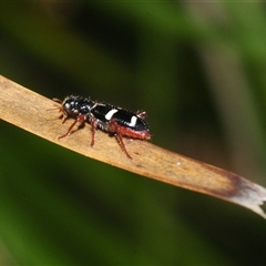 Lemidia nitens (A clerid beetle) at Mount Clear, ACT - 7 Nov 2025 by Harrisi