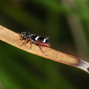 Unverified Beetle (Coleoptera) at Mount Clear, ACT - 7 Nov 2025 by Harrisi