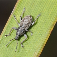 Unverified Weevil (Curculionoidea) at Booth, ACT - 7 Nov 2025 by Harrisi