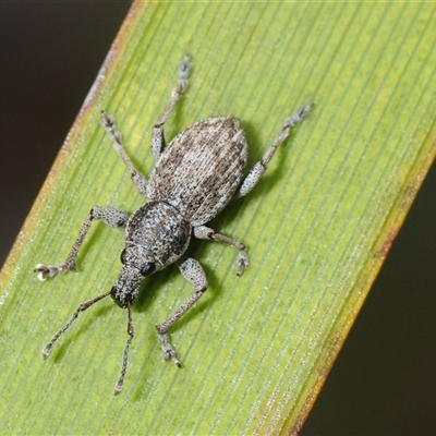Unverified Weevil (Curculionoidea) at Booth, ACT - 7 Nov 2025 by Harrisi