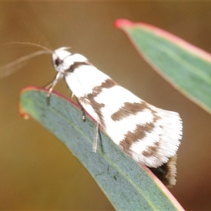 Unverified Moth (Lepidoptera) at Booth, ACT - 7 Nov 2025 by Harrisi