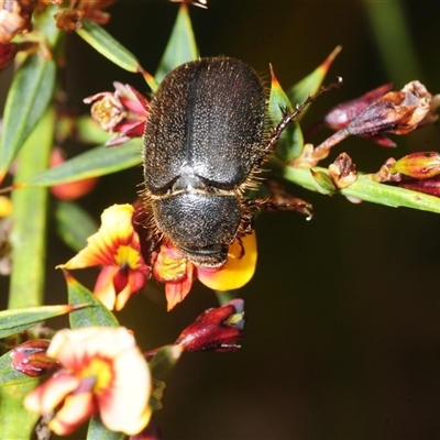 Unverified Scarab beetle (Scarabaeidae) at Booth, ACT - 7 Nov 2025 by Harrisi