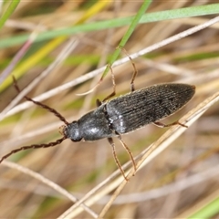 Unverified Click beetle (Elateridae) at Mount Clear, ACT - 7 Nov 2025 by Harrisi