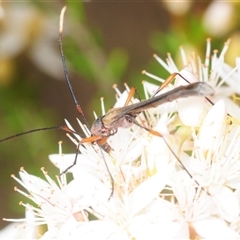 Enchoptera apicalis (Longhorn beetle) at Tharwa, ACT - 7 Nov 2025 by Harrisi