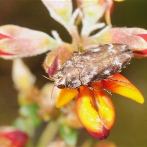 Ethonion reichei (A jewel beetle) at Booth, ACT - 7 Nov 2025 by Harrisi