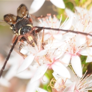 Unverified Longhorn beetle (Cerambycidae) at Tharwa, ACT - 7 Nov 2025 by Harrisi