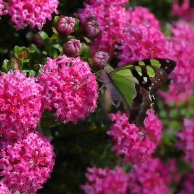 Graphium macleayanum (Macleay's Swallowtail) at Acton, ACT - 8 Nov 2025 by TimL