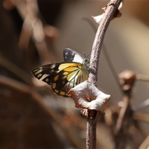 Unverified White & Yellow (Pieridae) at Acton, ACT - Yesterday by TimL