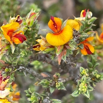 Pultenaea procumbens (Bush Pea) at Glen Fergus, NSW - 7 Nov 2025 by JaneR