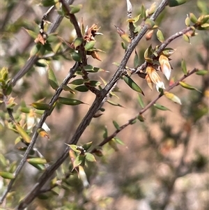 Styphelia fletcheri subsp. brevisepala at Glen Fergus, NSW - 7 Nov 2025 by JaneR