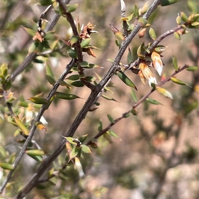 Styphelia fletcheri subsp. brevisepala (Twin Flower Beard-Heath) at Glen Fergus, NSW - 7 Nov 2025 by JaneR