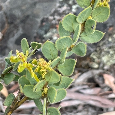 Acacia aureocrinita (A Wattle) at Glen Fergus, NSW - 7 Nov 2025 by JaneR